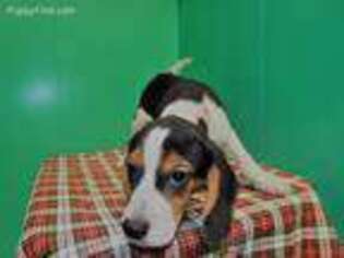 Beagle Puppy for sale in Paterson, NJ, USA