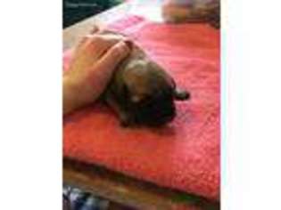 Mastiff Puppy for sale in Philipsburg, PA, USA