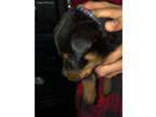 Rottweiler Puppy for sale in Casco, MI, USA