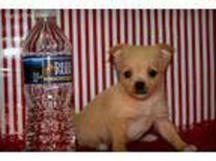 Chihuahua Puppy for sale in Nashville, TN, USA