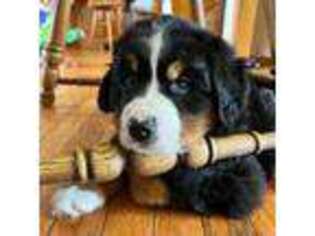 Bernese Mountain Dog Puppy for sale in Topeka, KS, USA