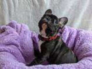 French Bulldog Puppy for sale in Hampton, VA, USA