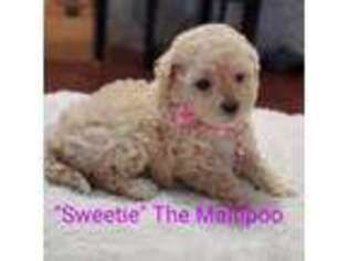 Mutt Puppy for sale in Peoria, AZ, USA
