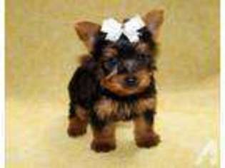 Yorkshire Terrier Puppy for sale in TIFTON, GA, USA