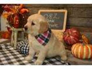 Golden Retriever Puppy for sale in Chillicothe, MO, USA