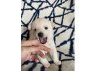Shiba Inu Puppy for sale in Bunnlevel, NC, USA