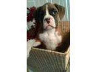 Boxer Puppy for sale in Schaumburg, IL, USA