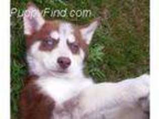 Siberian Husky Puppy for sale in Torrance, CA, USA