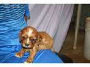 Cavalier King Charles Spaniel Puppy for sale in Mulberry, AR, USA