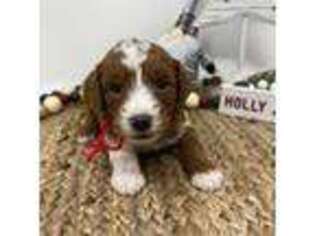 Mutt Puppy for sale in Decorah, IA, USA