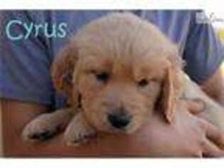 Golden Retriever Puppy for sale in Fort Worth, TX, USA