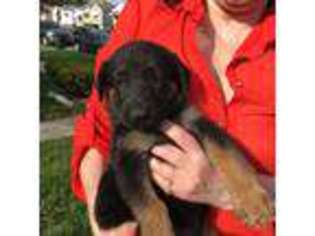 German Shepherd Dog Puppy for sale in Hammond, IN, USA