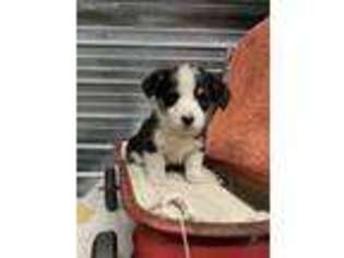 Pembroke Welsh Corgi Puppy for sale in Tyler, MN, USA