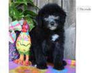 Mutt Puppy for sale in Abilene, TX, USA