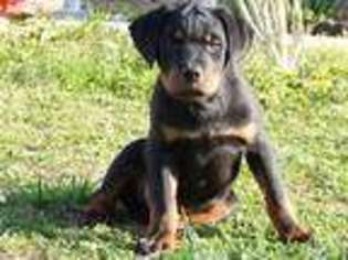 Rottweiler Puppy for sale in Lexington, NC, USA