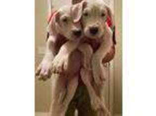 Dogo Argentino Puppy for sale in Lawrenceville, GA, USA