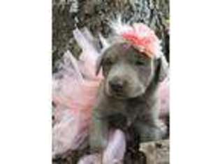 Labrador Retriever Puppy for sale in Ozark, AL, USA