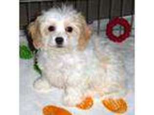 Cavachon Puppy for sale in Tucson, AZ, USA