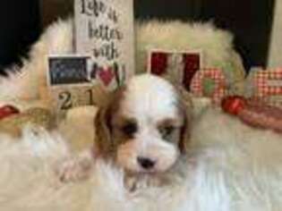 Cavalier King Charles Spaniel Puppy for sale in Lawton, IA, USA