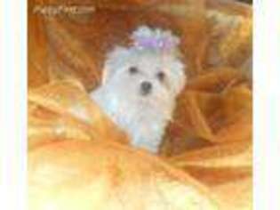 Maltese Puppy for sale in Toledo, OH, USA