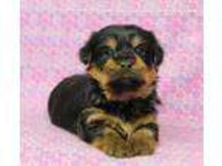 Yorkshire Terrier Puppy for sale in Beach City, OH, USA