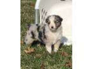 Miniature Australian Shepherd Puppy for sale in Saint Clair, MO, USA