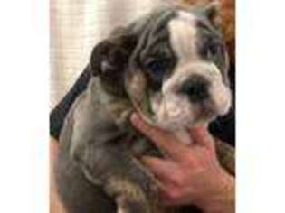 Bulldog Puppy for sale in San Gabriel, CA, USA
