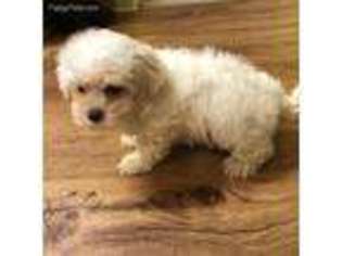 Maltese Puppy for sale in Catawba, SC, USA