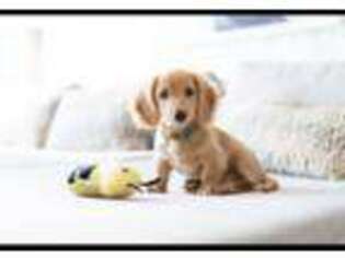 Dachshund Puppy for sale in Alpine, CA, USA
