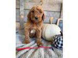 Goldendoodle Puppy for sale in Oneonta, AL, USA