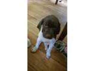 German Shorthaired Pointer Puppy for sale in Des Moines, IA, USA