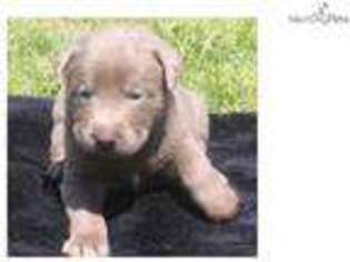 Labrador Retriever Puppy for sale in Joplin, MO, USA