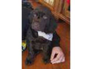 Boykin Spaniel Puppy for sale in Lebanon, MO, USA