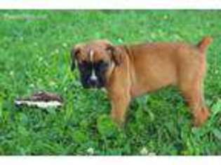 Boxer Puppy for sale in Pine Grove, PA, USA