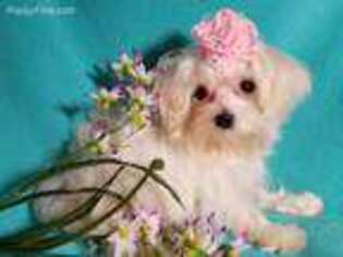 Maltese Puppy for sale in Ocala, FL, USA