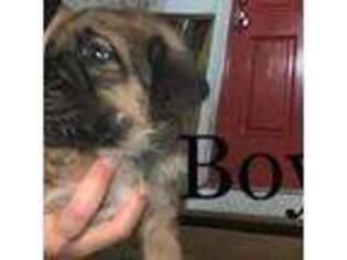 Boerboel Puppy for sale in Stafford, VA, USA