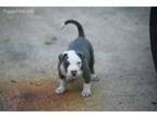 Mutt Puppy for sale in Ormond Beach, FL, USA