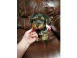 Yorkshire Terrier Puppy for sale in Lexington, MA, USA