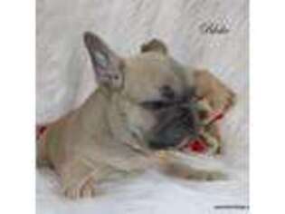 French Bulldog Puppy for sale in Colonial Beach, VA, USA