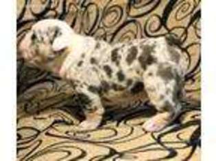 Bulldog Puppy for sale in Harlan, KY, USA