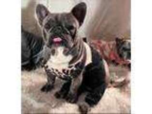 French Bulldog Puppy for sale in Talala, OK, USA