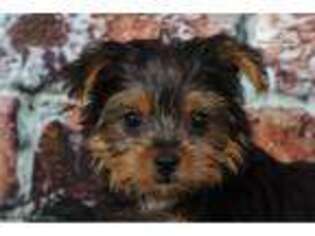 Yorkshire Terrier Puppy for sale in Baltimore, MD, USA