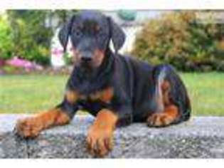 Doberman Pinscher Puppy for sale in Lancaster, PA, USA