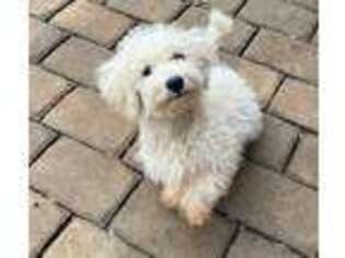 Bichon Frise Puppy for sale in Travelers Rest, SC, USA