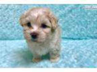 Mal-Shi Puppy for sale in Hattiesburg, MS, USA
