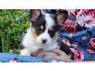 Pembroke Welsh Corgi Puppy for sale in Covington, TX, USA