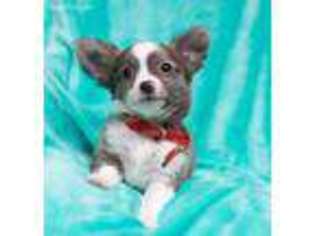 Chihuahua Puppy for sale in Conway, AR, USA