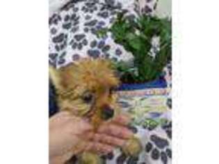 Yorkshire Terrier Puppy for sale in Washington, PA, USA