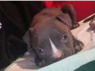American Staffordshire Terrier Puppy for sale in Springfield, OH, USA