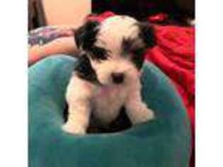 Maltese Puppy for sale in Canby, OR, USA